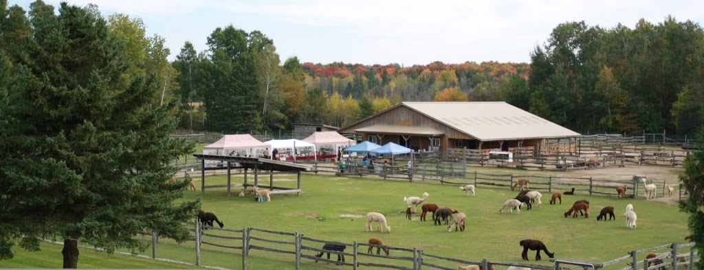 Arriba Linea Alpacas | 696 Kawartha Lakes County Rd 36, Lindsay, ON K9V 4R3, Canada | Phone: (647) 223-8950