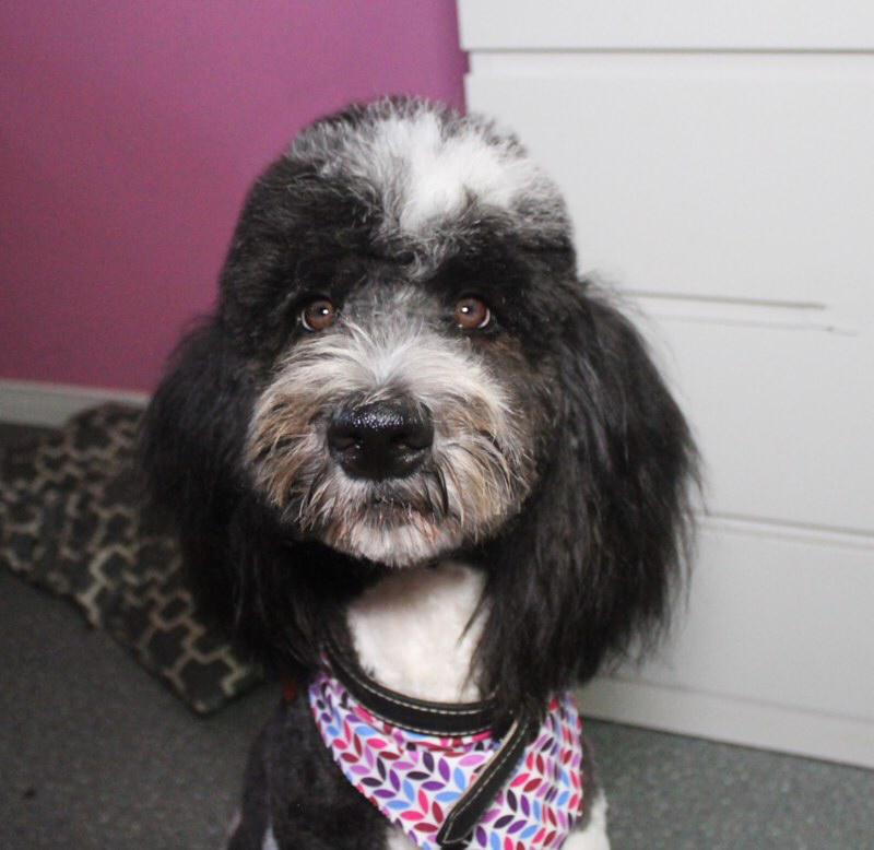 Hollywood Paws and Grooming | 471 McLean School Rd, Saint George, ON N0E 1N0, Canada | Phone: (289) 795-7024