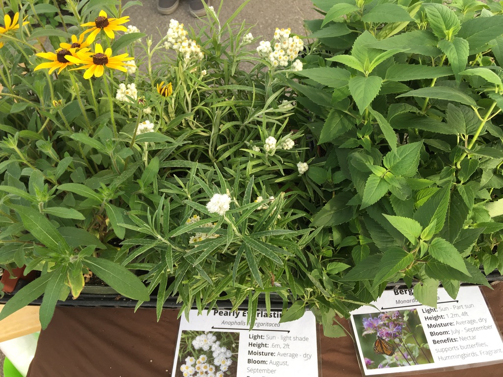 Rockwood Farmers Market | Rockmosa Dr., Guelph/Eramosa, ON N0B 2K0, Canada | Phone: (519) 831-3106