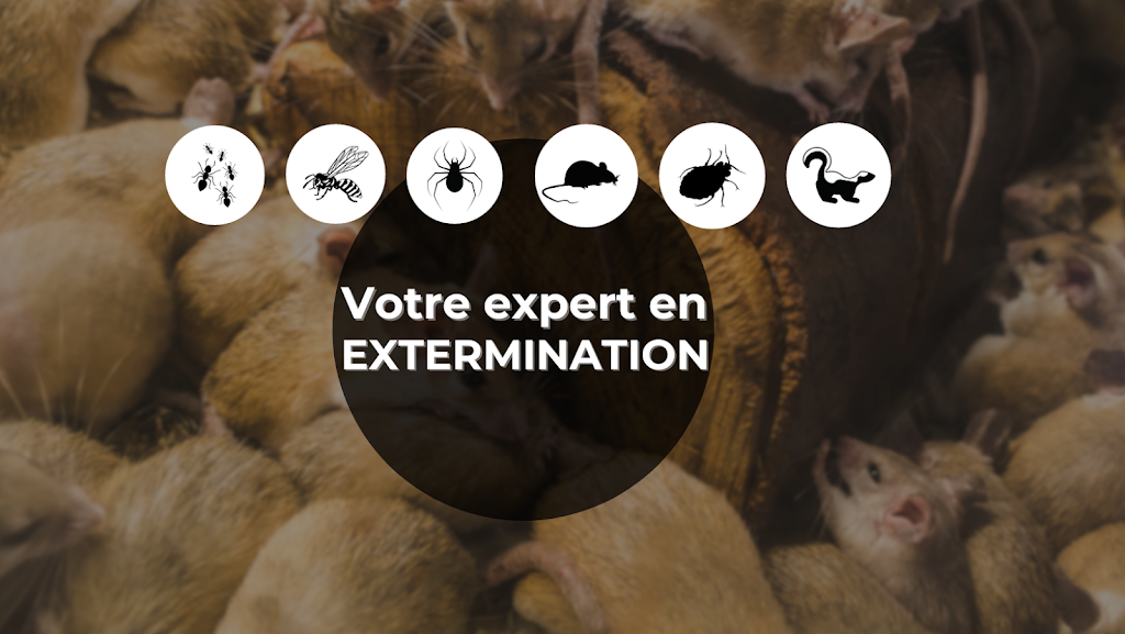 Extermination Hors Pair Inc. | 371 Rue Ostiguy, Lavaltrie, QC J5T 2N2, Canada | Phone: (514) 820-6968