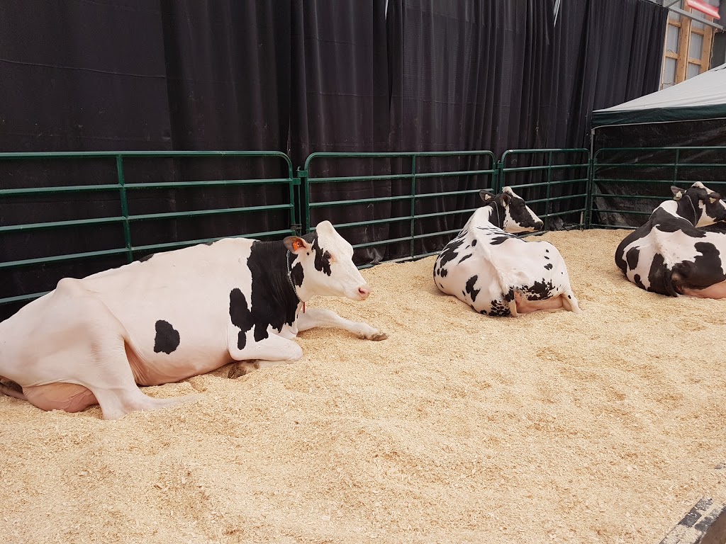 Stratford Fairgrounds | 20 Waddell St, Stratford, ON N5A 6K4, Canada
