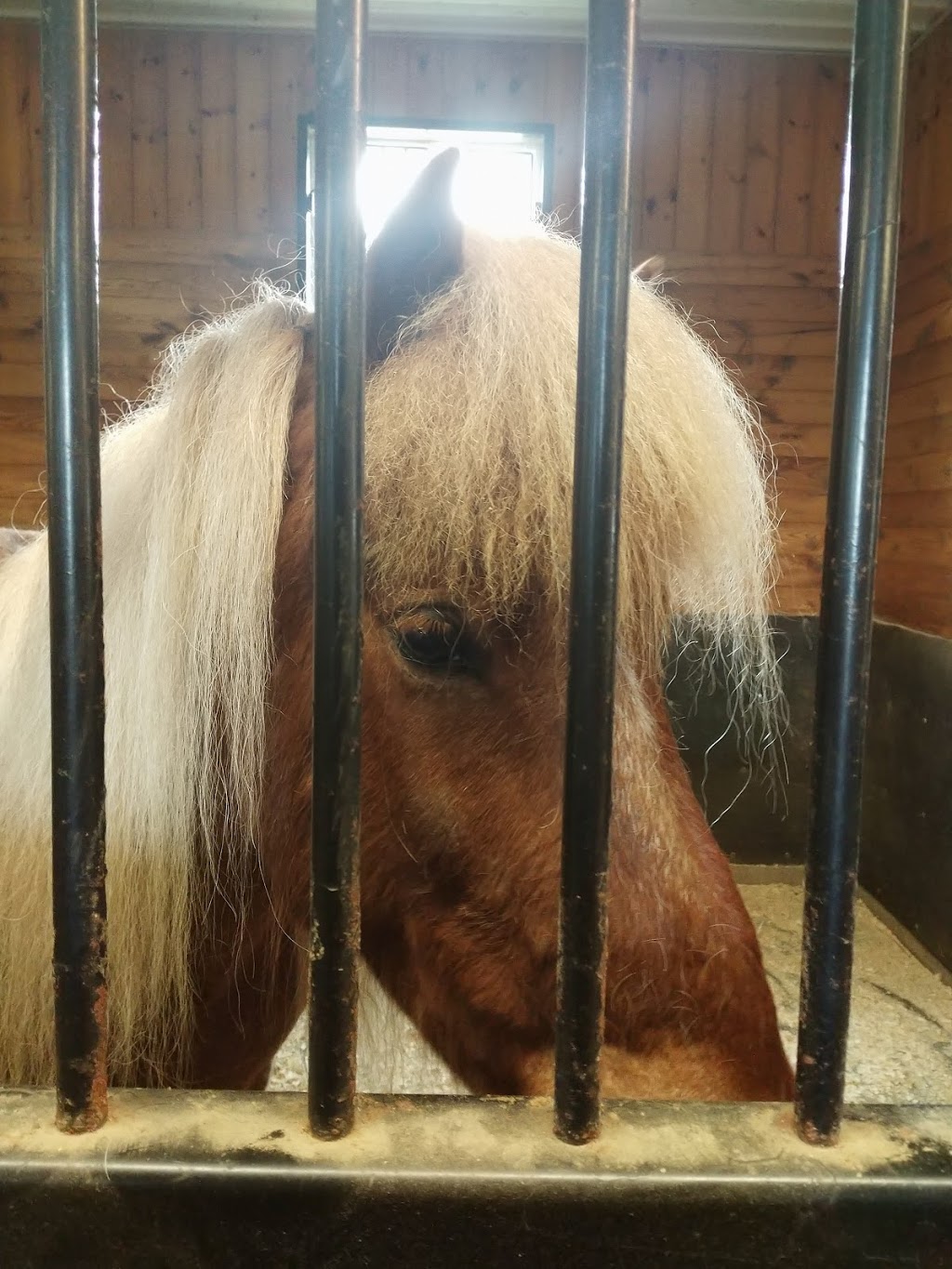 Wolfstone Farm | 15876 Mt Wolfe Rd, Bolton, ON L7E 3N8, Canada | Phone: (905) 880-7635