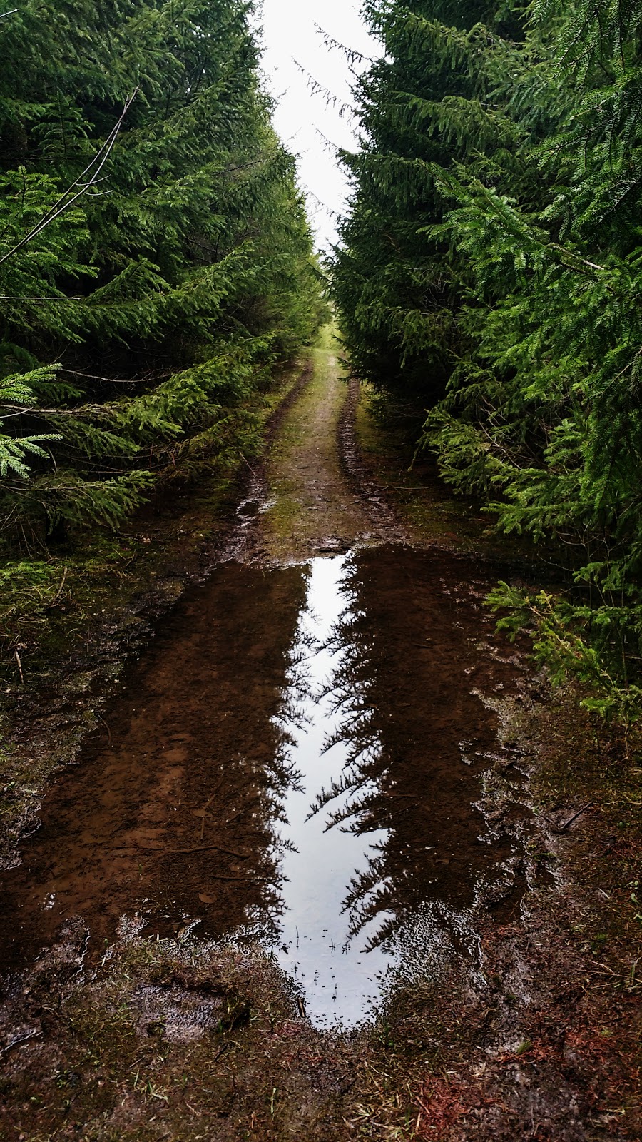 Joanys Woods | Unnamed Road, Lambton Shores, ON N0M 2N0, Canada