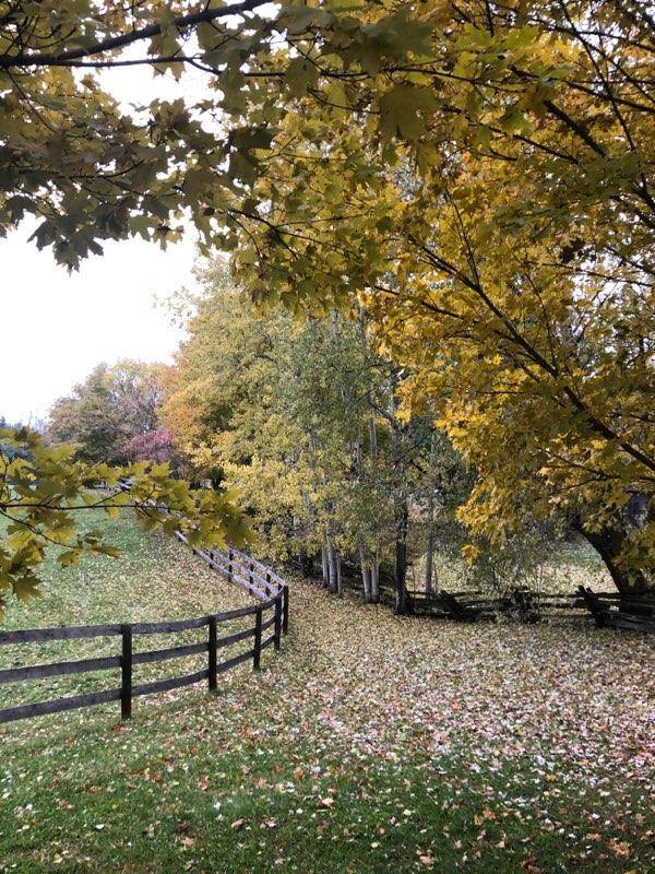 Violet Hill Farm | 796224 3 Line, Mansfield, ON L0N 1M0, Canada | Phone: (519) 217-6941