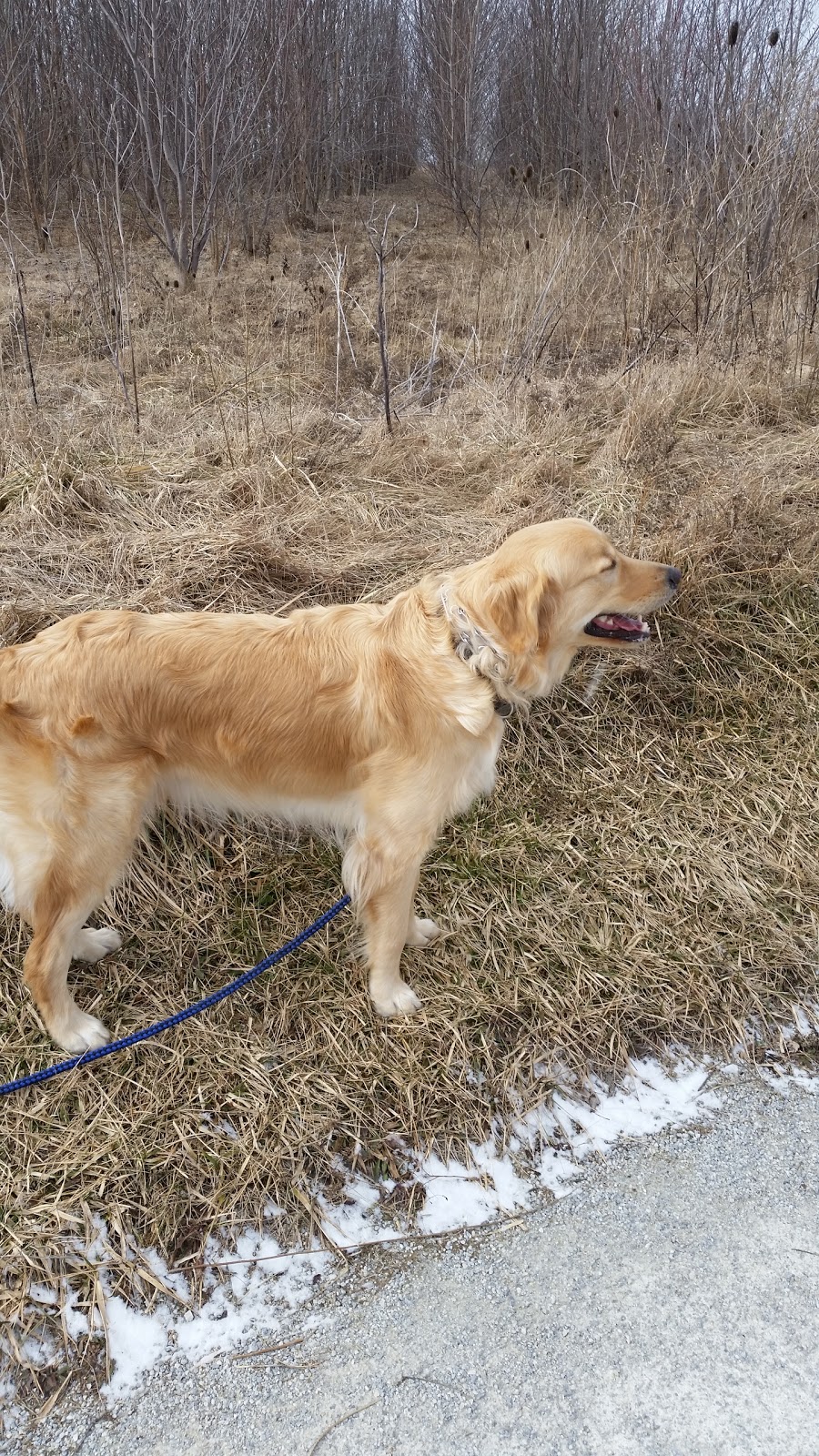 Blackwell Dog Park | 1468 Blackwell Rd, Sarnia, ON N7S 5M5, Canada | Phone: (519) 332-0330 ext. 3351