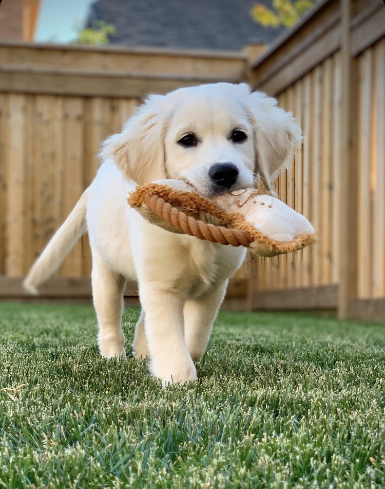 LoneStar Retrievers | 1078 Campbellville Rd, Campbellville, ON L0P 1B0, Canada | Phone: (905) 749-4349