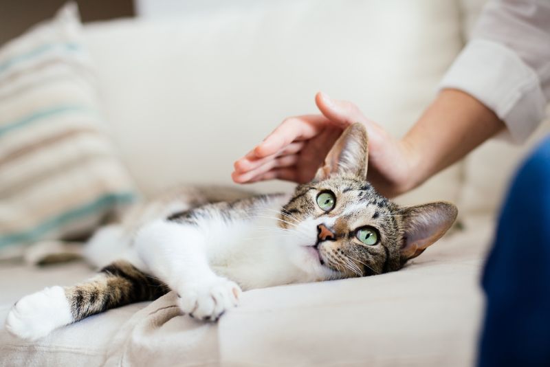 Herring Cove Veterinary Hospital | 751 Herring Cove Rd, Halifax, NS B3R 1Y9, Canada | Phone: (902) 455-7292
