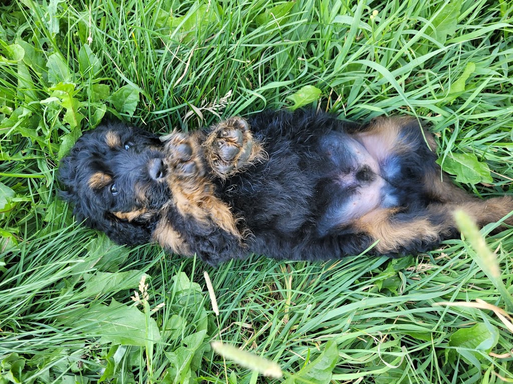 Better with a Bernedoodle | Berry Mills Rd, Berry Mills, NB E1G 0M4, Canada | Phone: (506) 227-3191