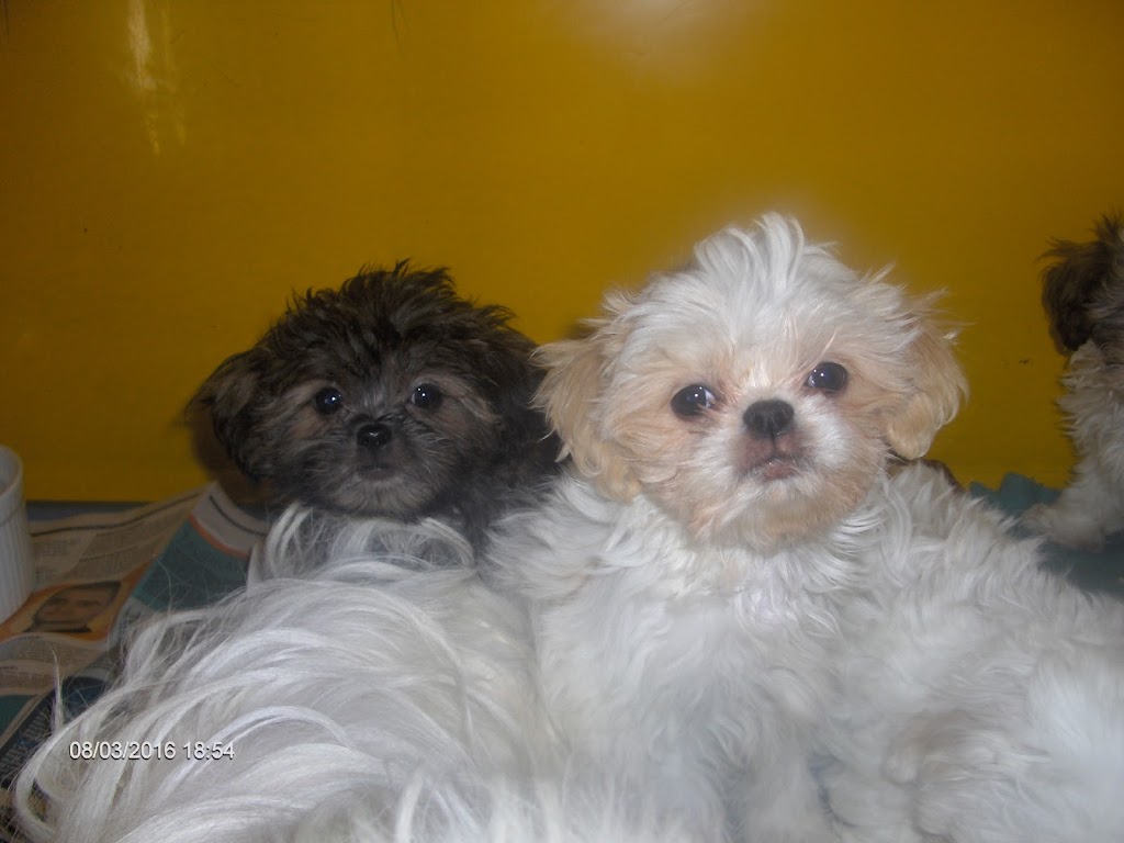 Auberge Canine JDL | 3605 Chem. Benoît, Sainte-Madeleine, QC J0H 1S0, Canada | Phone: (450) 795-6813