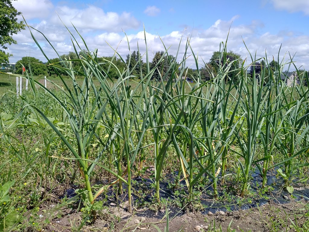 Spring View Farms | 11680 Durham Regional Rd 1, Uxbridge, ON L9P 1R2, Canada | Phone: (905) 852-2795