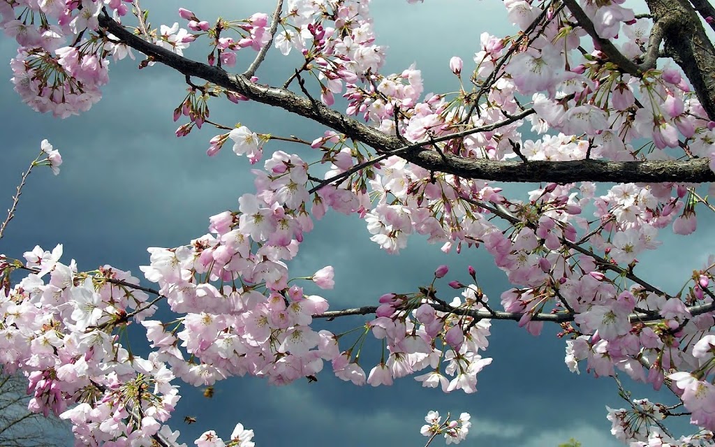 Prestige Floral | 595 Read Dr, Summerside, PE C1N 5C2, Canada | Phone: (902) 436-4006