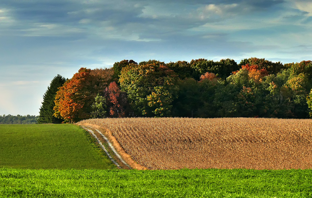 Nicholyn Farms | 3088 Horseshoe Valley Rd W, Phelpston, ON L0L 2K0, Canada | Phone: (705) 737-4498
