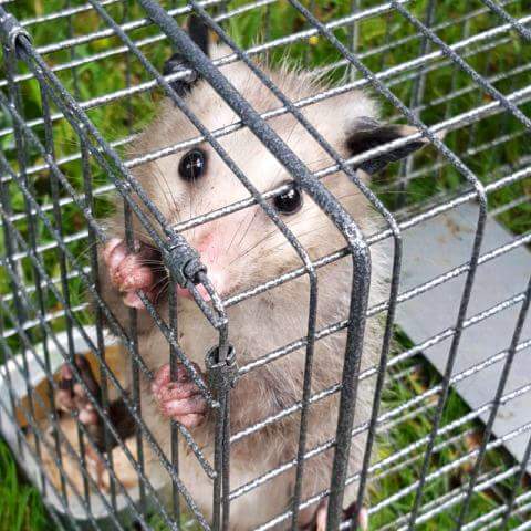 Apex Wildlife & Pest Control Ltd | 30 Alphonsus Ct, Tottenham, ON L0G 1W0, Canada | Phone: (647) 988-5034