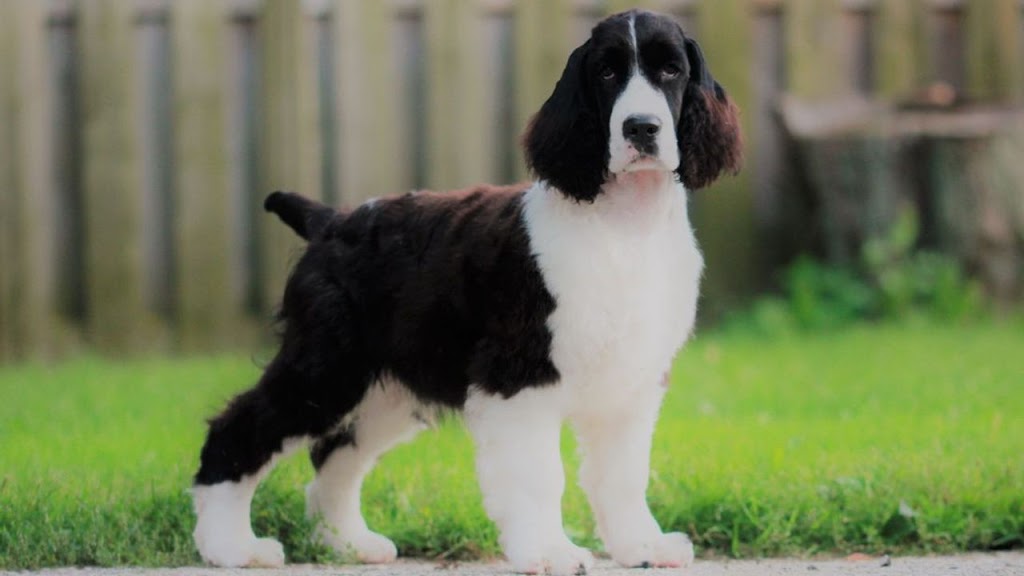 Trojh English Springer Spaniels | 757 Arthur St, Ayton, ON N0G 1C0, Canada | Phone: (519) 665-7488