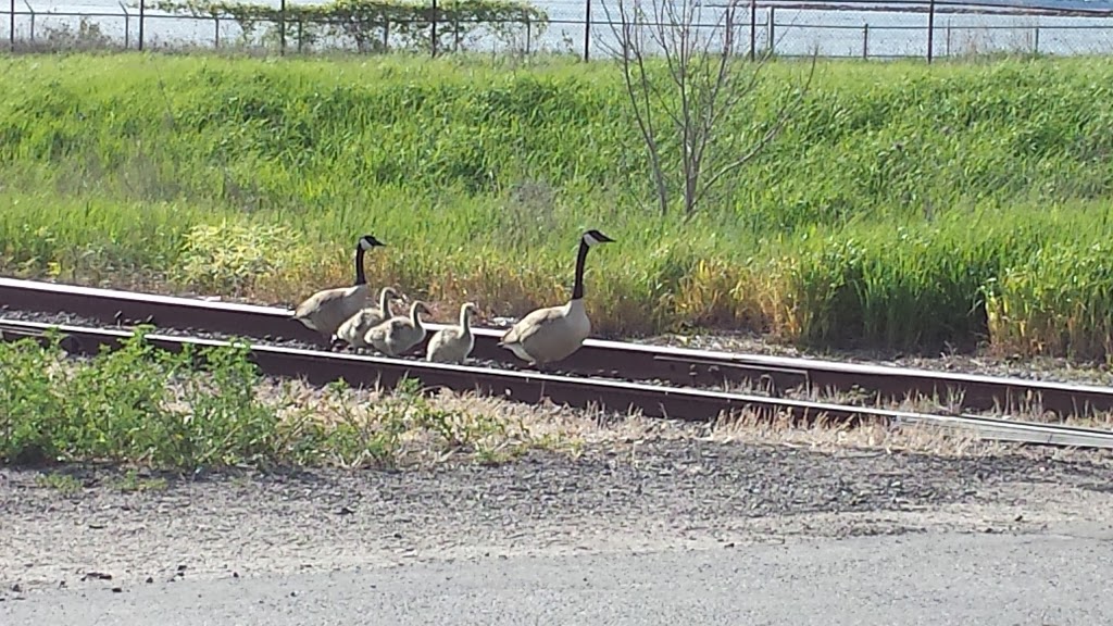 Marshlands Conservation Area | 1641 Perth Rd, 1214 Trailhead Pl, Glenburnie, ON K0H 1S0, Canada | Phone: (613) 546-4228