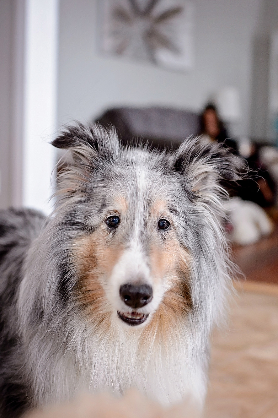Pawz With Me | 347 West Ridge Dr, Stittsville, ON K2S 2G8, Canada | Phone: (613) 797-2694