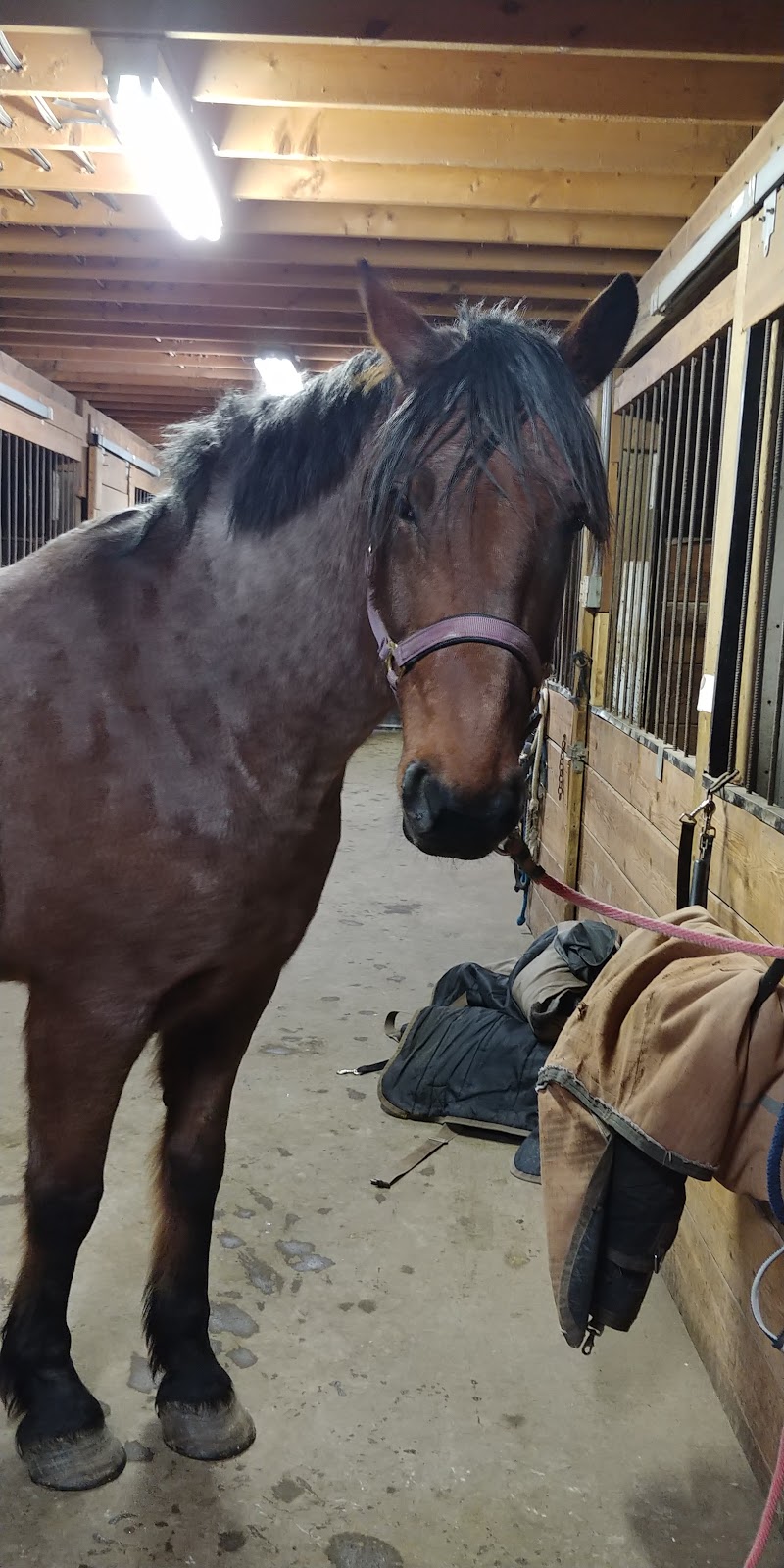 Spoons Arabian Equestrian Centre | 51440 Range Rd 224, Sherwood Park, AB T8C 1H5, Canada | Phone: (780) 922-2320