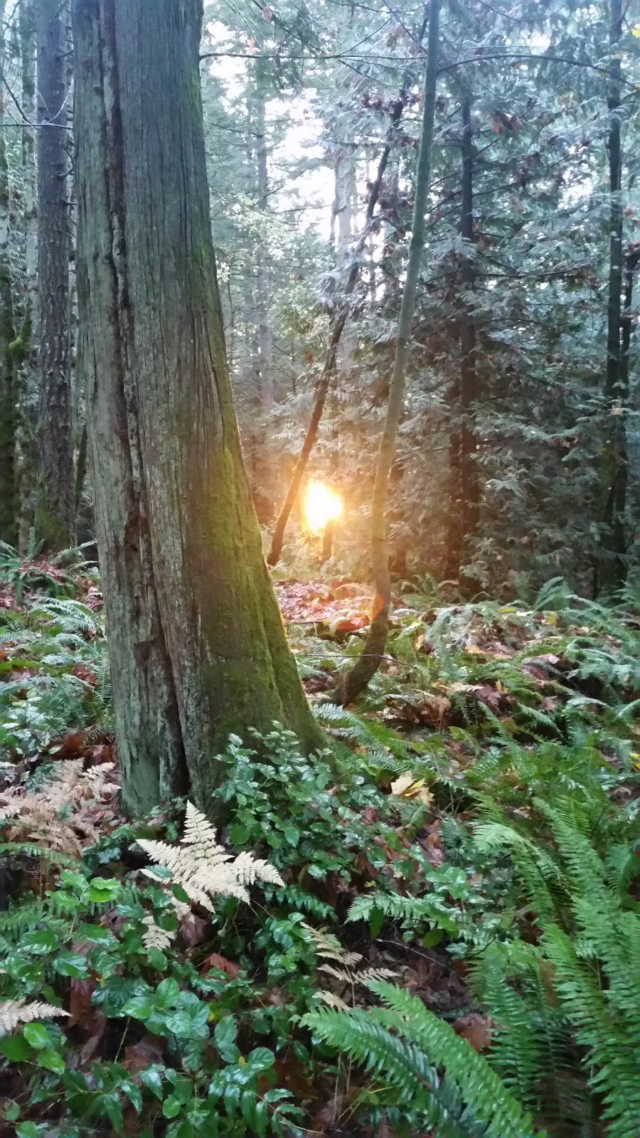 Wulaam (Echo) Park | 3217 Channel Blvd, Chemainus, BC V0R 1K2, Canada