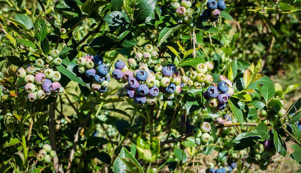 Rusty Gate Berry Farm | 2575 Maywood Rd, Powell River, BC V8A 0P4, Canada | Phone: (604) 740-7215