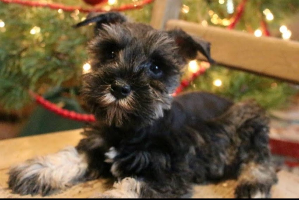 Fernweh Miniature Schnauzers | 3054 Trafalgar St #62, Abbotsford, BC V2S 7X6, Canada | Phone: 898-0708