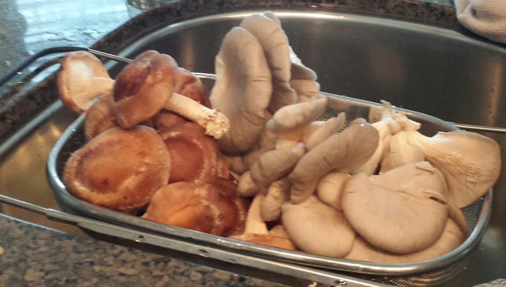 holburne mushroom farm | 1337 holborn road, Queensville, ON L0G 1R0, Canada | Phone: (905) 478-4556