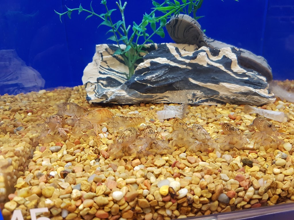PetSmart | 200 Southridge Dr Ste 681, Okotoks, AB T1S 0B2, Canada | Phone: (403) 995-8412