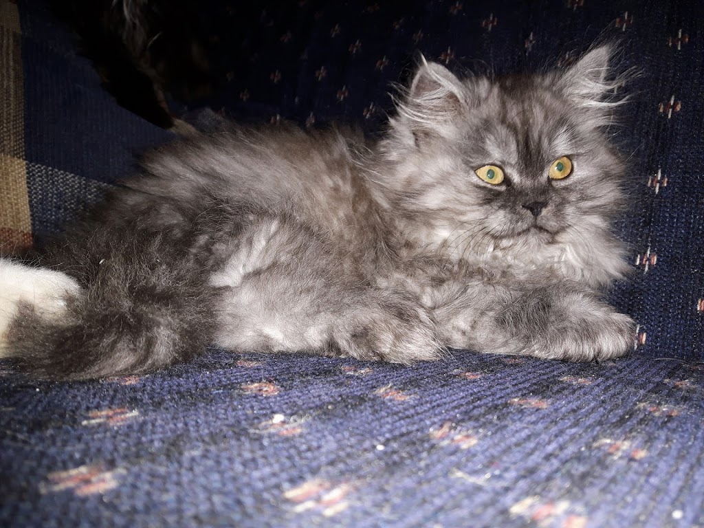 Carlas Royal Persians & Himalayans | Fairview Ave, St Thomas, ON N5R 4X7, Canada | Phone: (548) 888-9924