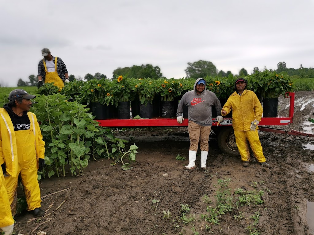 Dutch Mill Gardens Inc | 276 Woodhill Rd, Lynden, ON L0R 1T0, Canada | Phone: (519) 647-0328