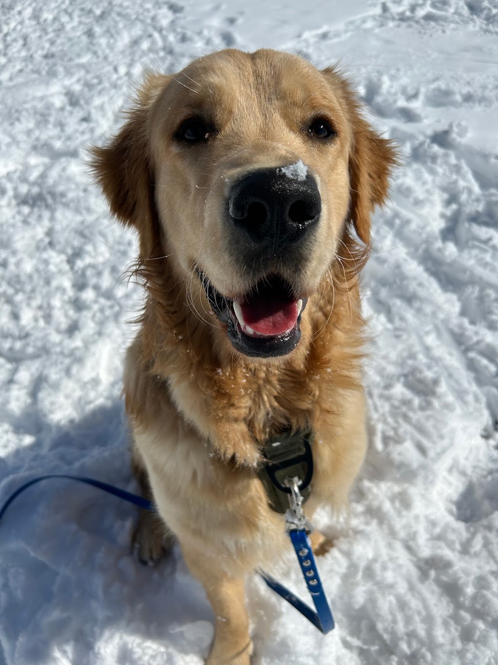 Happy Pack Dog Walking | 22 Tatlock Ln, Rice Point, PE C0A 1H6, Canada | Phone: (705) 391-8411