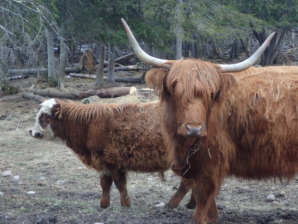 Ferme Morgan | 92 Chemin Morgan, Montcalm, QC J0T 2V0, Canada | Phone: (819) 687-2434