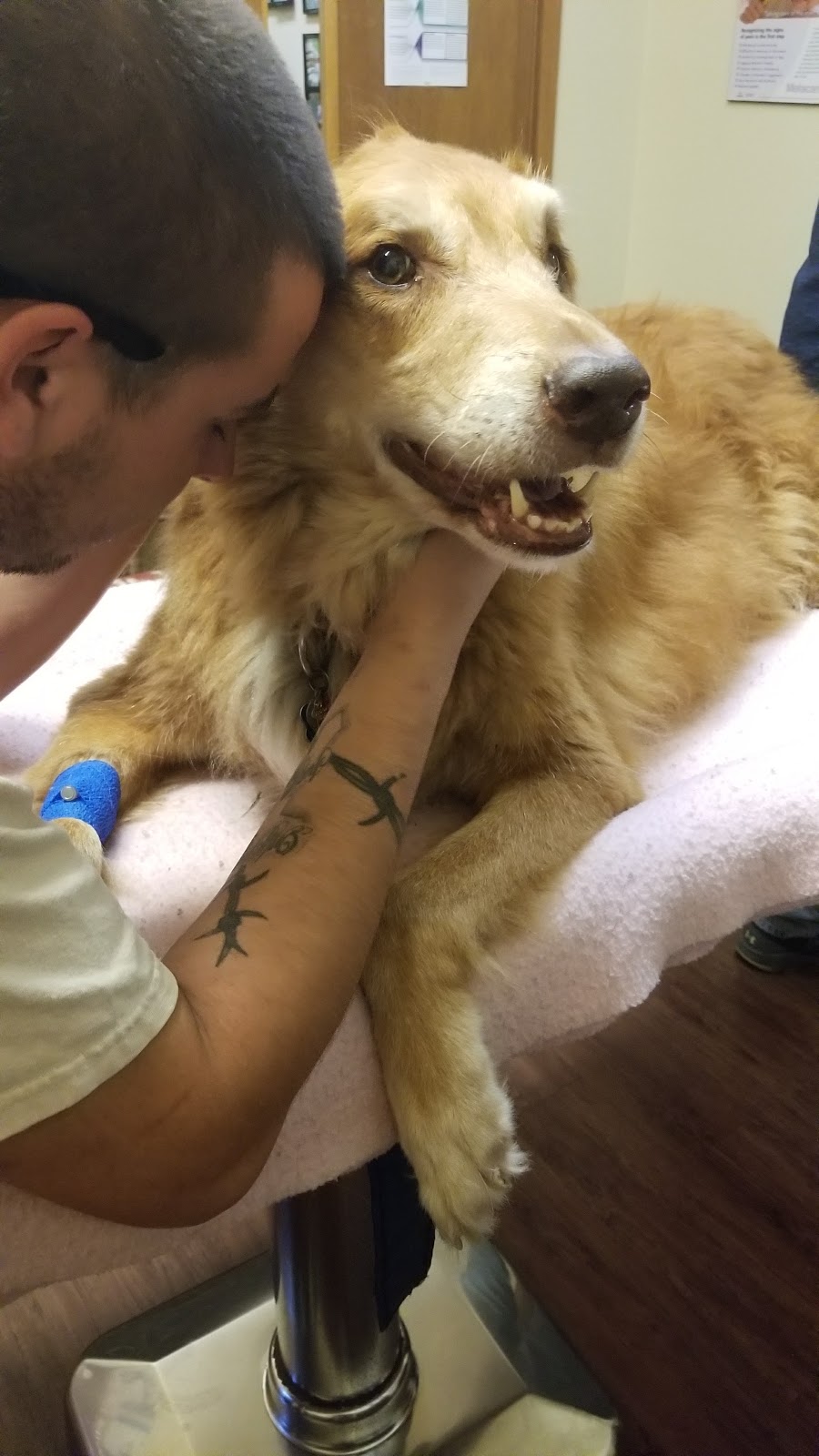 Simcoe Animal Hospital | 16 Decou Rd, Simcoe, ON N3Y 4K8, Canada | Phone: (519) 426-0111