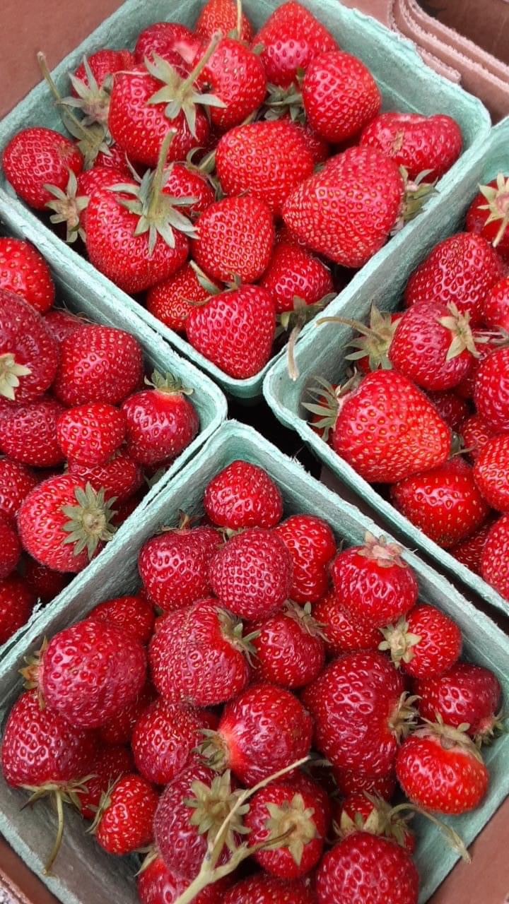 NicNat U-Pick Strawberries | 5312 Sunrise Trail, Amherst, NS B4H 3X9, Canada | Phone: (902) 664-6117