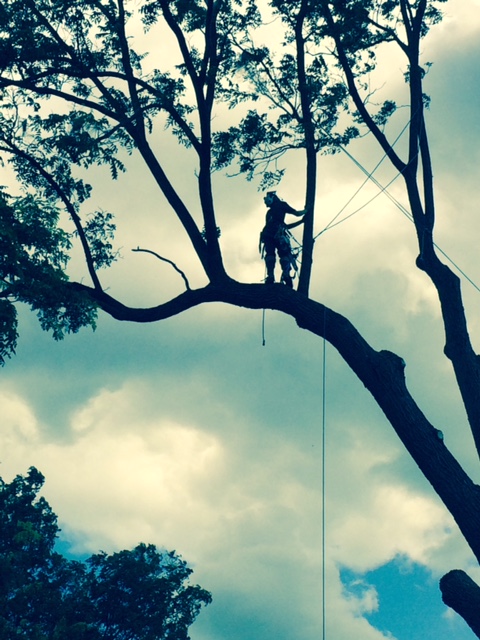Summit Tree Service | 6709 Glendon Dr, Melbourne, ON N0L 1T0, Canada | Phone: (519) 868-0140