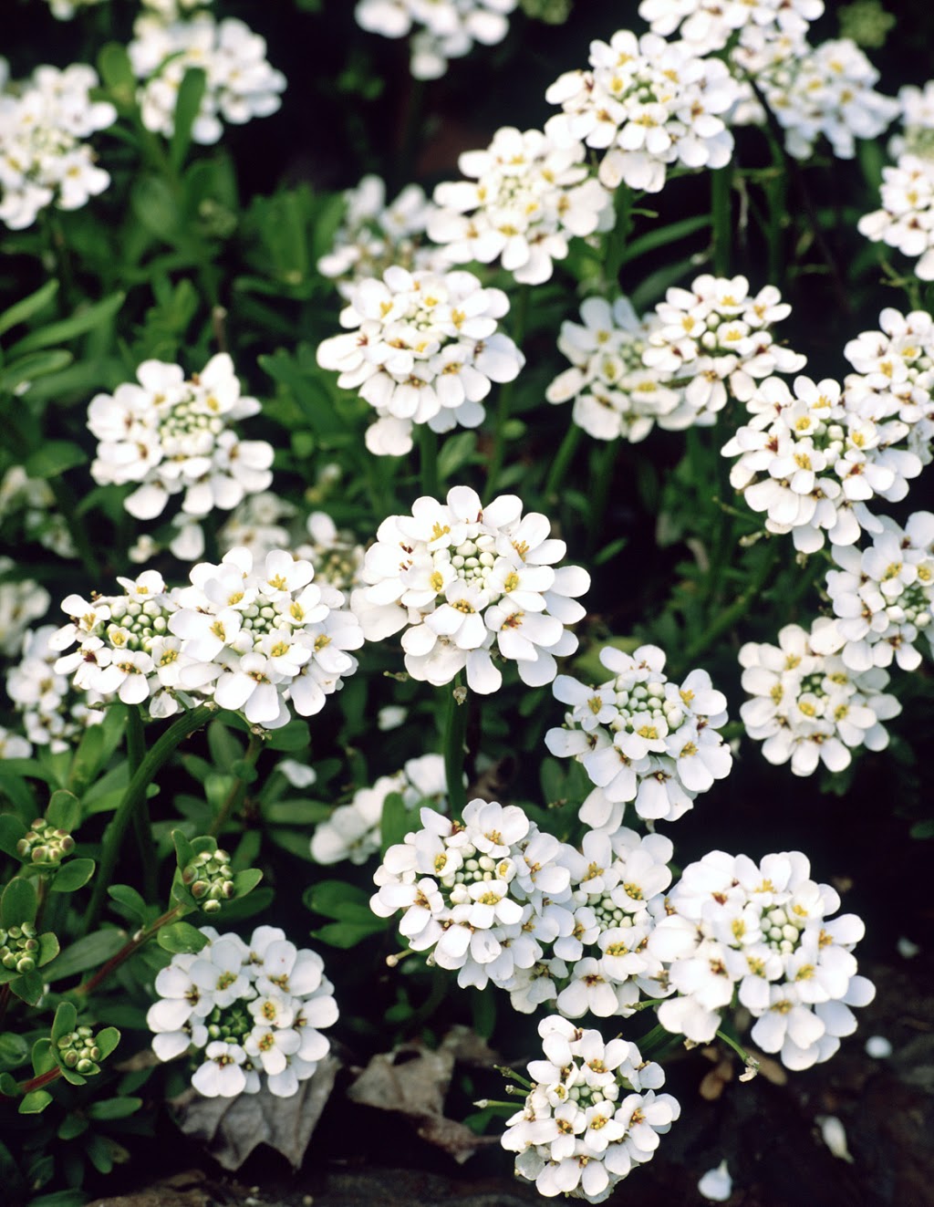 50 Mather - Perennials | 50 Mather Rd, Bancroft, ON K0L 1C0, Canada | Phone: (613) 332-8532