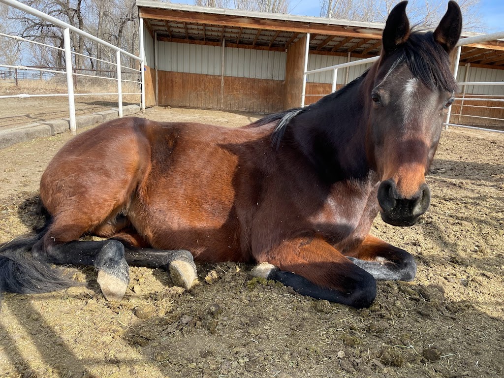 Stone Ridge Equestrian Centre Ltd. | 91075 Range Rd 211, Lethbridge County, AB T1J 5P6, Canada | Phone: (403) 915-3057