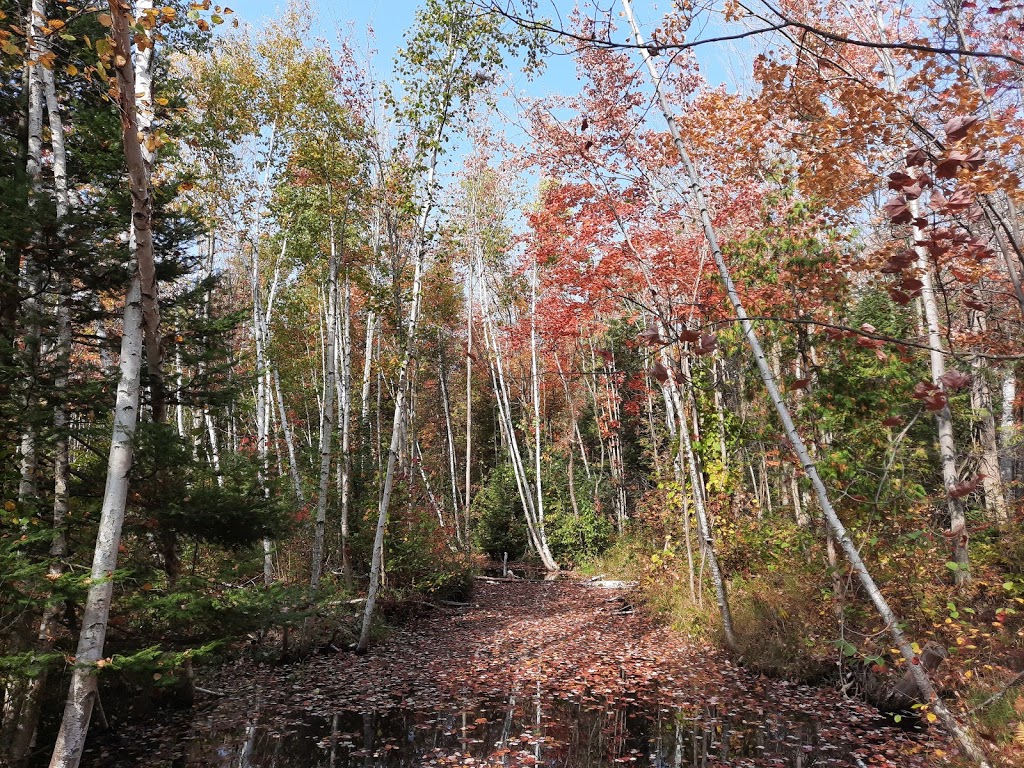 The Wilds at Cedar Valley Golf Course | 8410 11th Line, Thornton, ON L0L 2N2, Canada | Phone: (705) 733-3751
