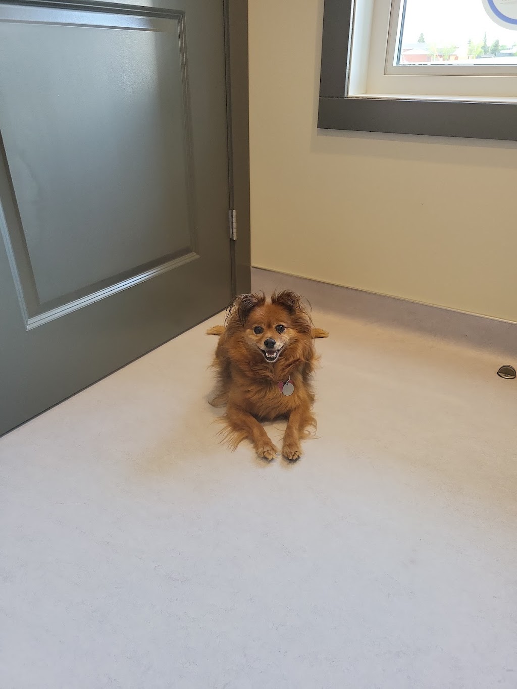 Peak Veterinary Hospital | 1340 Veterans St, Pincher Creek, AB T0K 1W0, Canada | Phone: (403) 904-1100