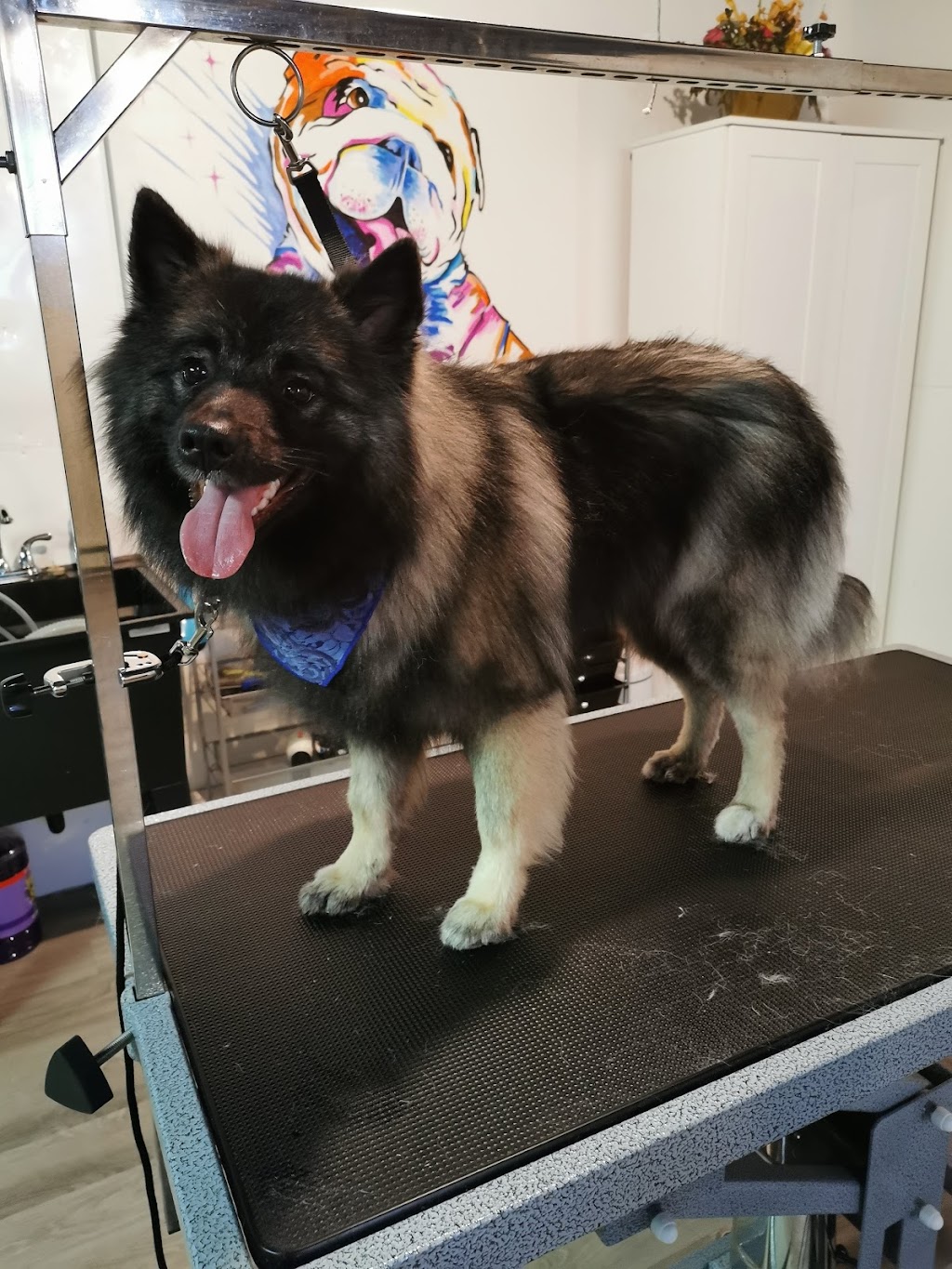 Institut Glam Canin | 1071 Bd Raymond, Québec, QC G1B 2R5, Canada | Phone: (581) 398-2216