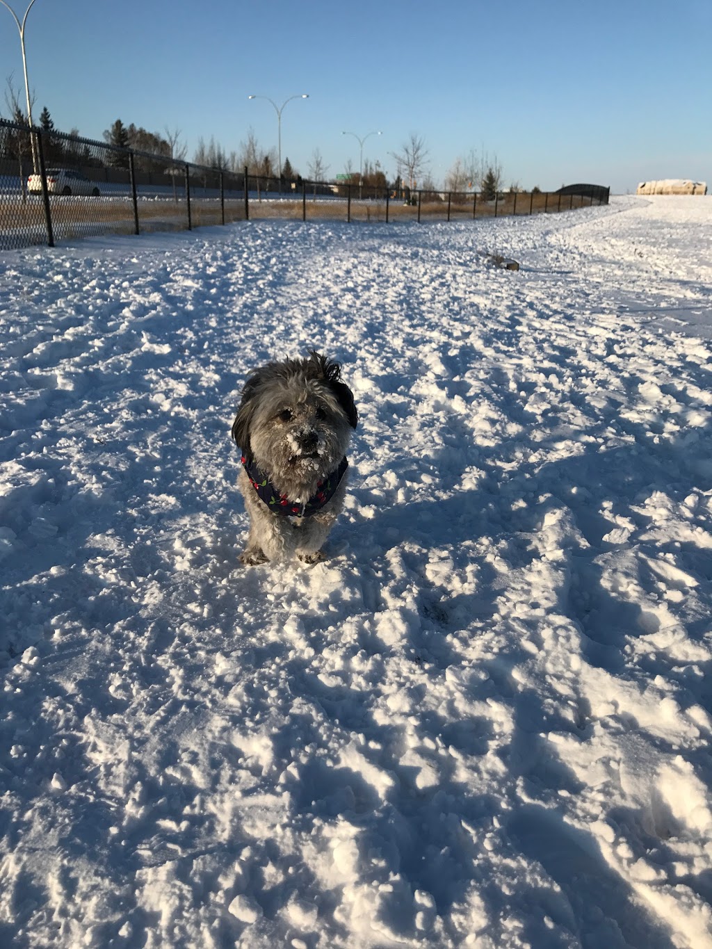 Hyde Park Dog Park | Boychuck Drive, Saskatoon, SK S7V 0A7, Canada | Phone: (306) 975-3340