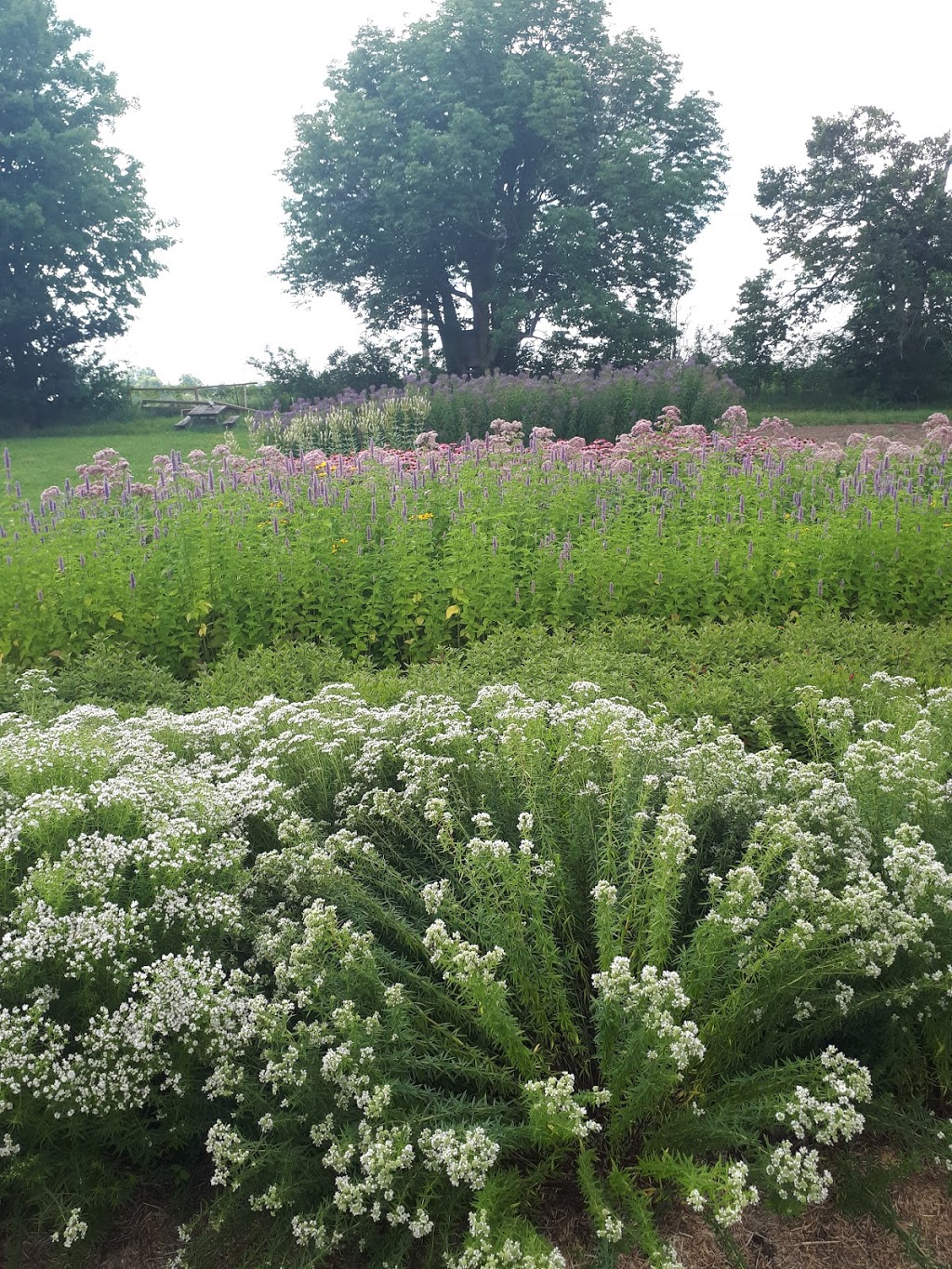 Green Side Up Environmental Services | 121 Grassy Rd, Omemee, ON K0L 2W0, Canada | Phone: (289) 892-2827