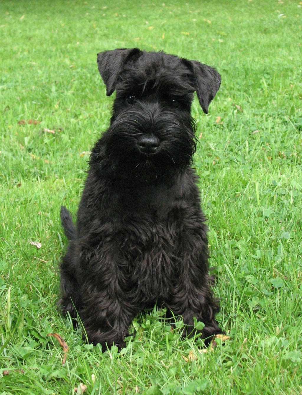 Beyond the Pines K9 Centre | 255 Scugog Line 6, Port Perry, ON L9L 1B2, Canada | Phone: (905) 985-3461