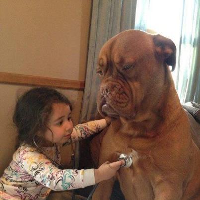 Lucknow-Huron Veterinary Services | 623 Campbell St, Lucknow, ON N0G 2H0, Canada | Phone: (519) 528-3737