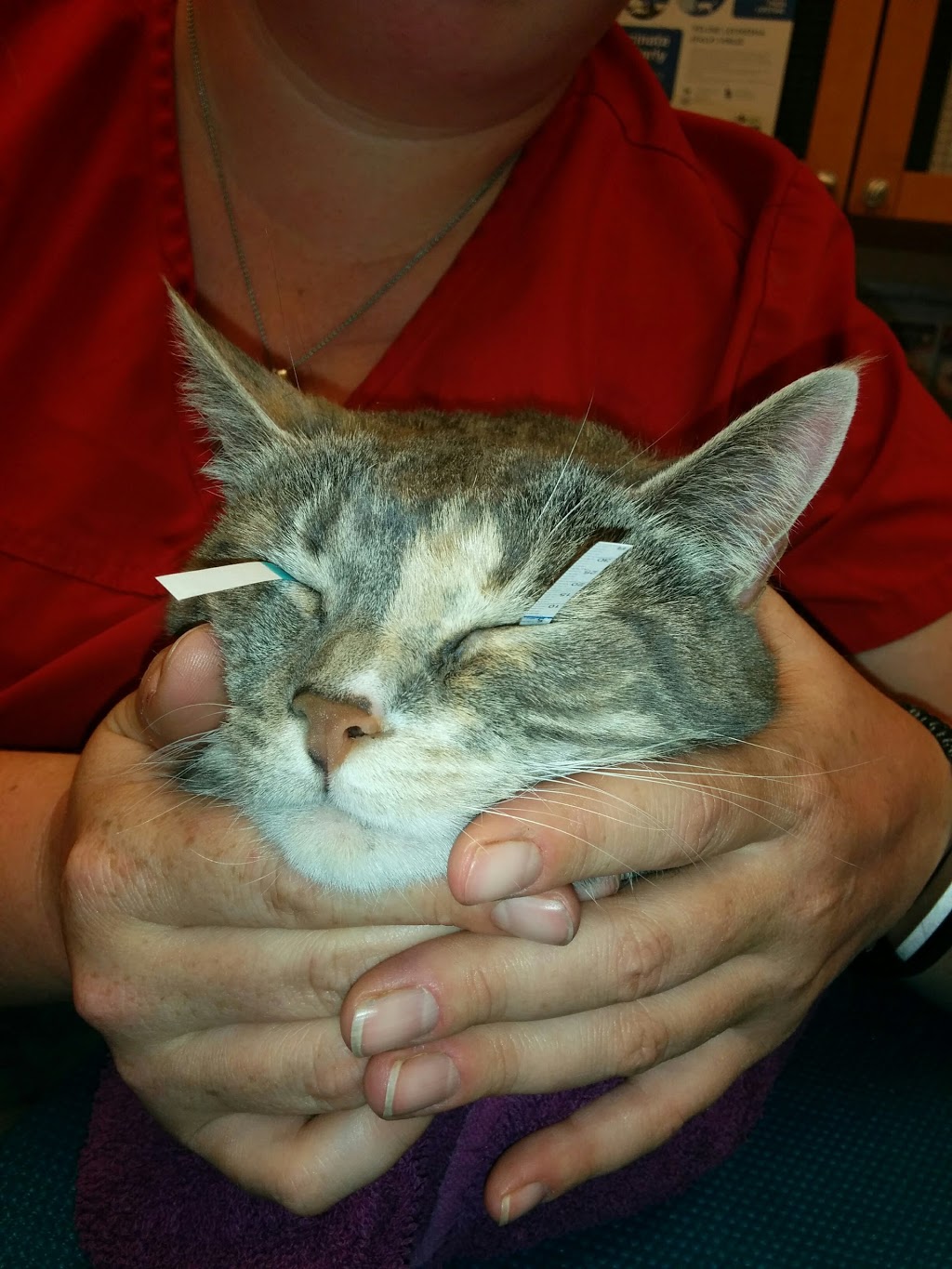 Capilano Animal Clinic | 9945 50 St NW #107, Edmonton, AB T6A 0L4, Canada | Phone: (780) 469-0657