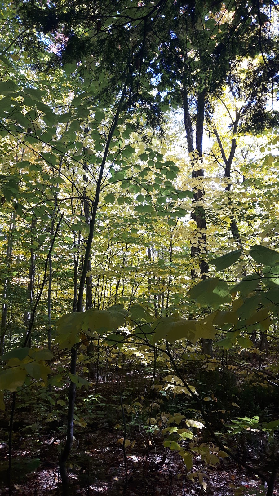 Boisé des Compagnons-de-Cartier | Chemin des Quatre-Bourgeois, Québec, QC G1X 3Z6, Canada | Phone: (418) 528-0773