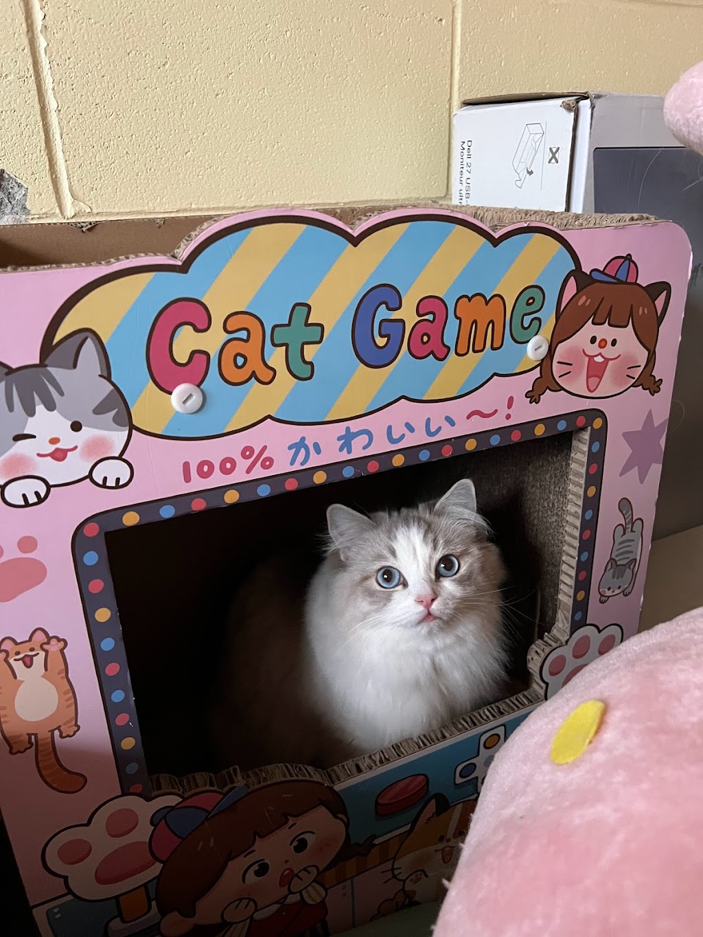 Cream Cake Ragdoll Cattery | 40 Chem. de Cochrane, Compton, QC J0B 1L0, Canada | Phone: (416) 841-8925