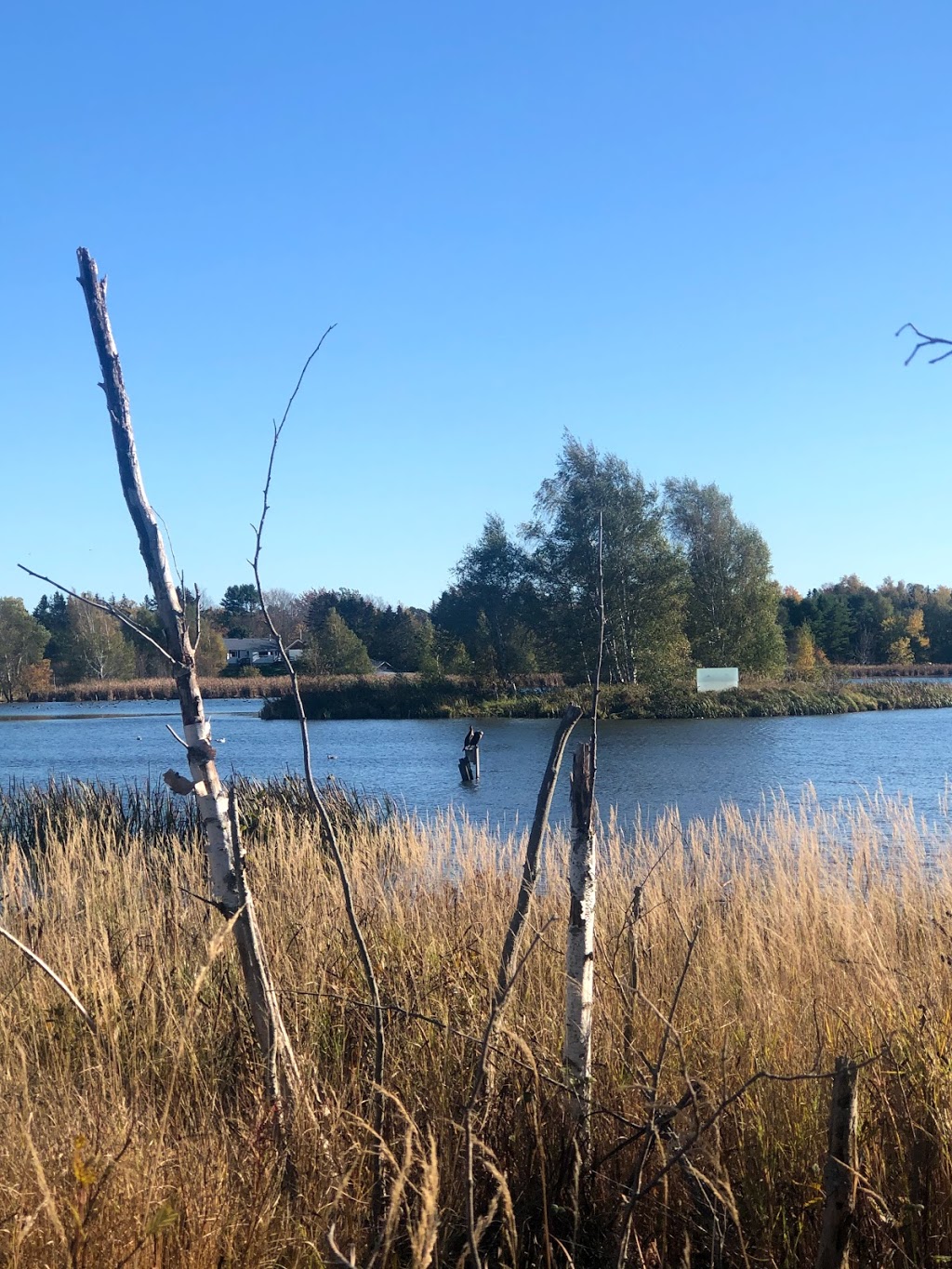 Sackville Waterfowl Park | 34 Mallard Dr, Sackville, NB E4L 1G6, Canada | Phone: (506) 364-4930