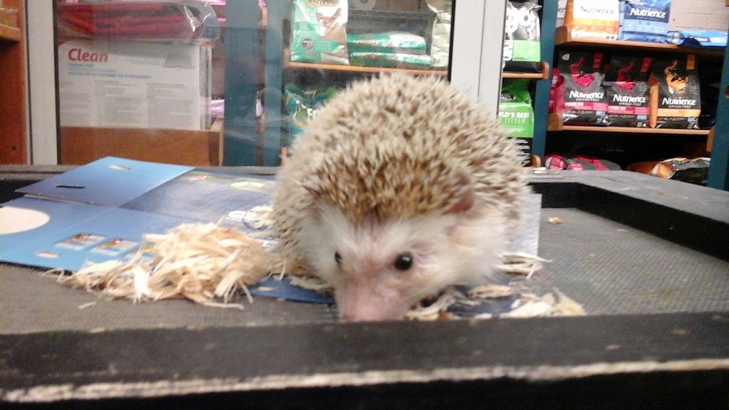 Stayner Pet Ctr | 7272 ON-26, Stayner, ON L0M 1S0, Canada | Phone: (705) 428-6668