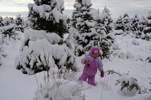 Oh Christmas Tree Farm | 21858 Maxwell Crescent, Langley City, BC V2Y 2P9, Canada | Phone: (604) 805-5052