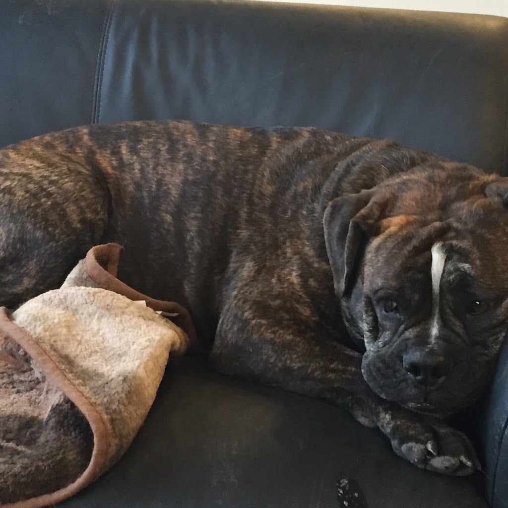 Dexters your local Pet Shop | 7019 Ogden Rd SE, Calgary, AB T2C 1B4, Canada | Phone: (403) 775-4551