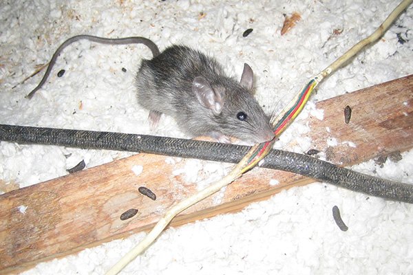 Quality Affordable Pest Control Exterminators Markham Pest Contr | 5694 Hwy 7 Suite 153, Markham, ON L3P 0E3, Canada | Phone: (647) 502-3950